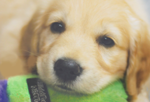 フレンドドッグ  in ゼスト御池